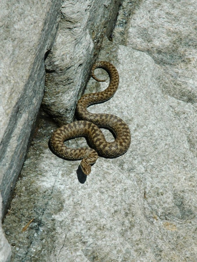 Vipera?